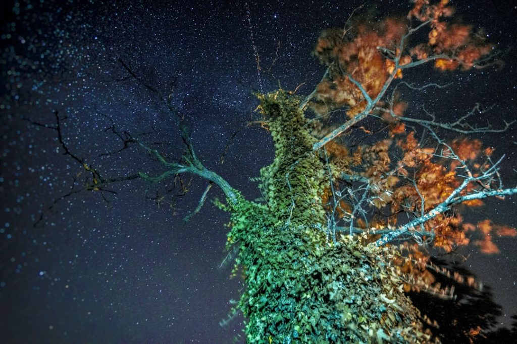 Photo Dragon, space